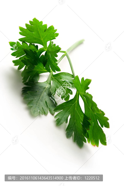 新鮮的新鮮的香菜在白色的