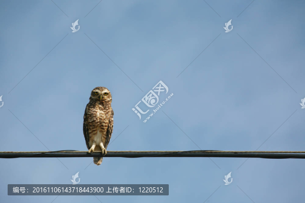 穴居貓頭鷹（雅典娜cunicularia）南美洲