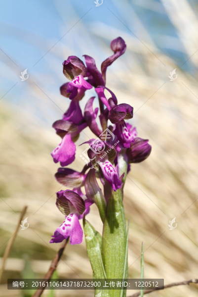 Orchis,Morio的蘭花