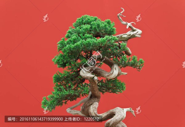 刺柏盆景