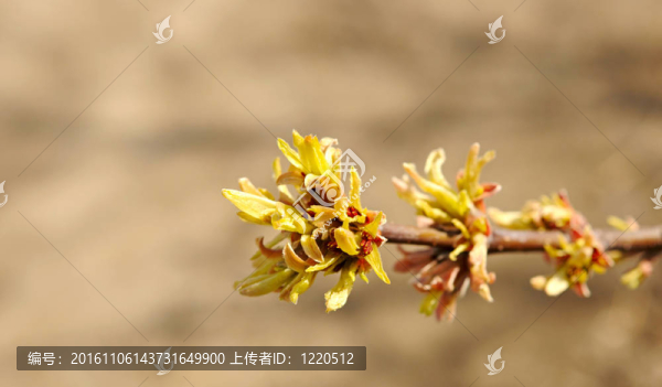 春天的花蕾。