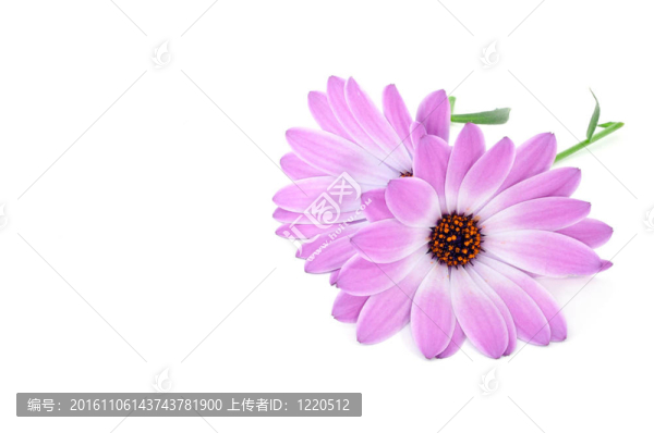 野雛菊