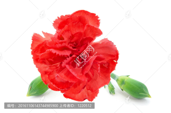 紅色康乃馨