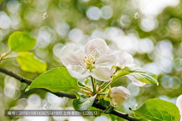 蘋果花