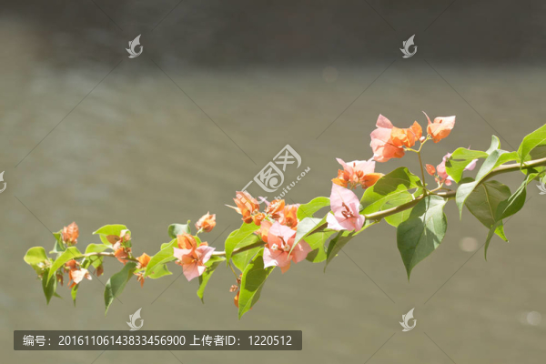 盛開的三角梅。