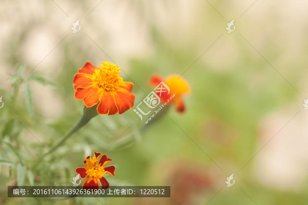 金盞花的特寫