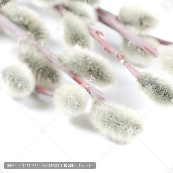 美麗的柳樹枝分離