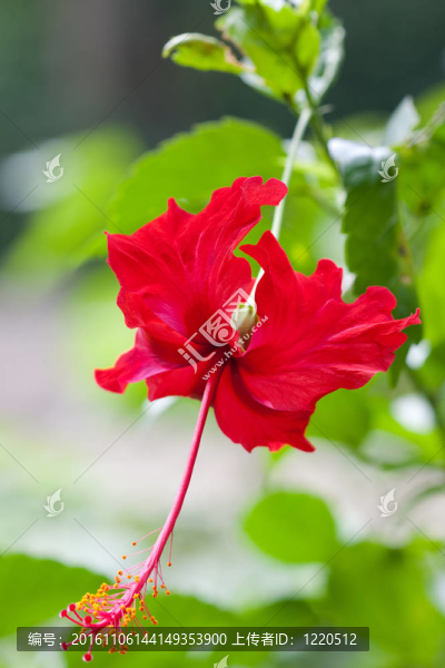 木槿花