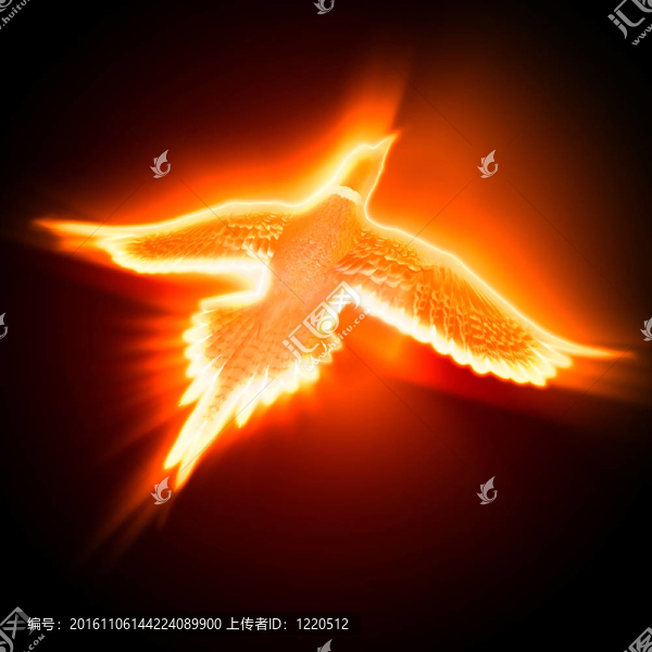 黑暗背景下鳥(niǎo)的剪影