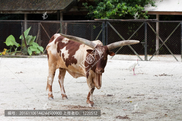 牛