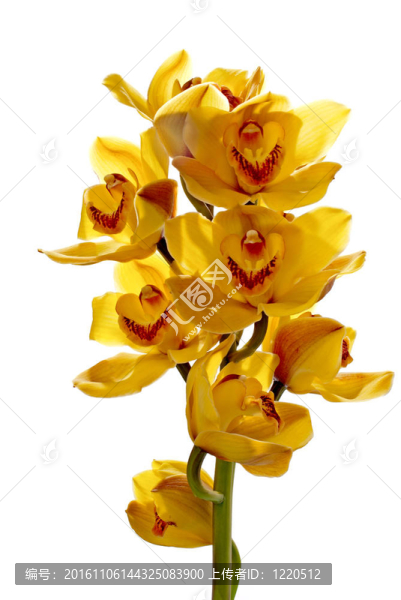 鮮亮黃蘭花