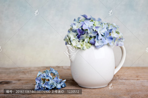 霍滕西亞花
