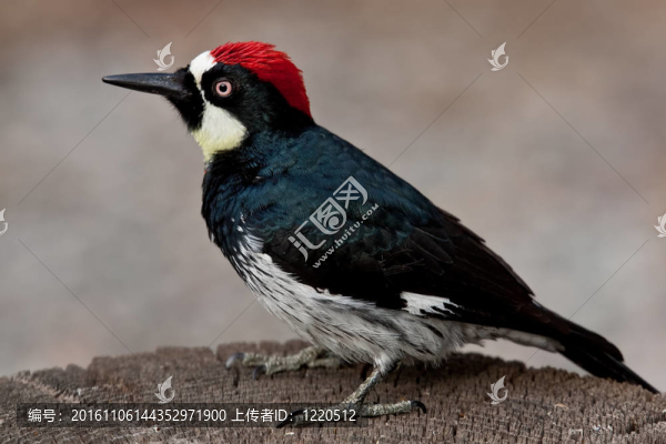 Acorn,Woodpecker（Melanerpes,formicivorus）