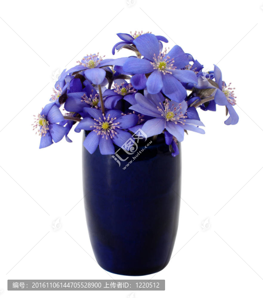 美麗的春天的花朵