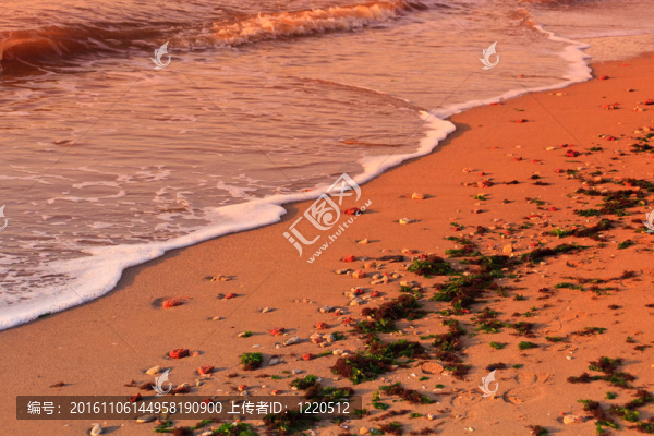 野生的海灘
