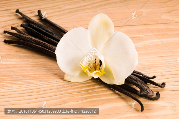 香草莢和花