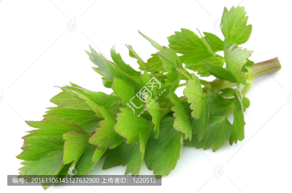 香獨活草