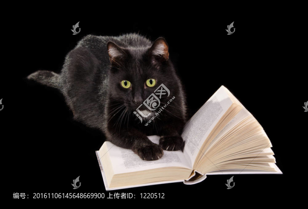 黑貓讀黑背景書