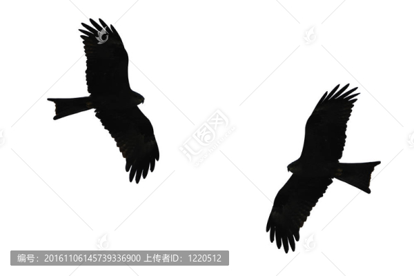 鳥類剪影
