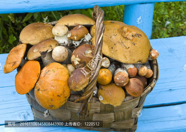 全菌；籃子