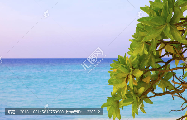 海洋中的島嶼；馬爾代夫