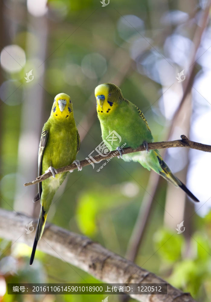 Budgerigars分公司