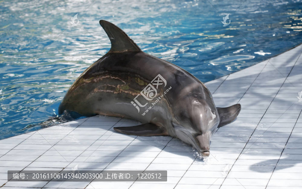 海豚