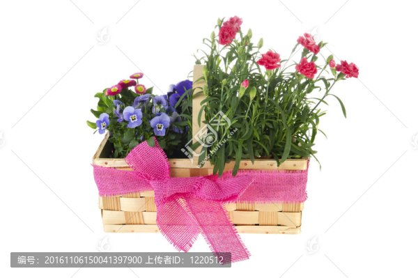 花園的花籃