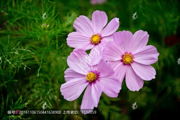 波斯菊