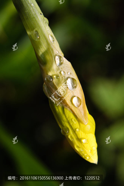 滴水中的水仙