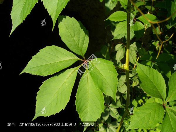 在一個陽光燦爛的日子里