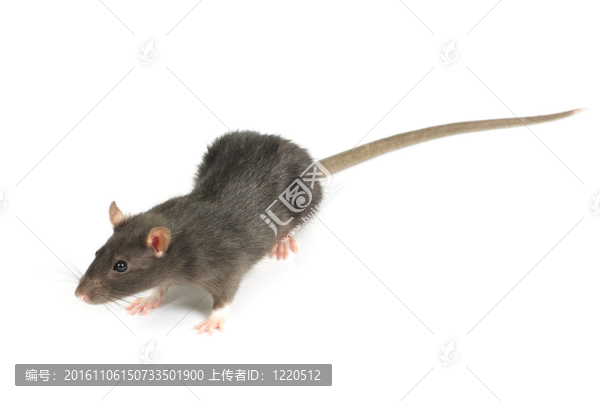 老鼠