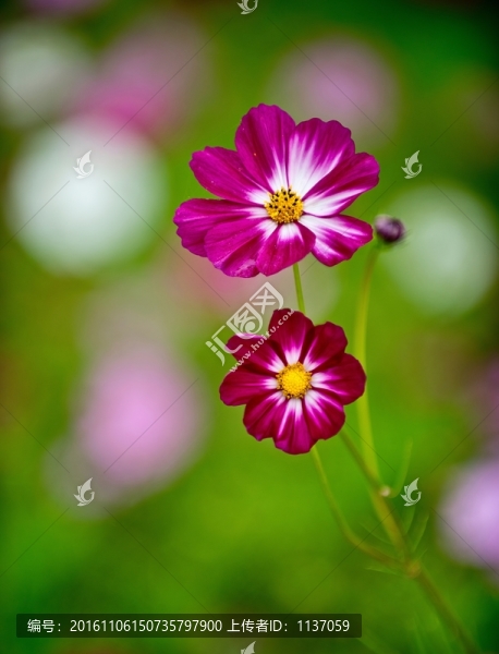 波斯菊