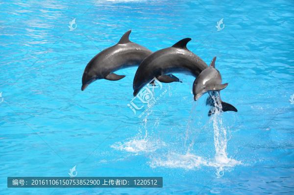 三只海豚
