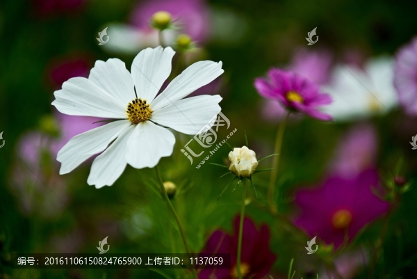 波斯菊