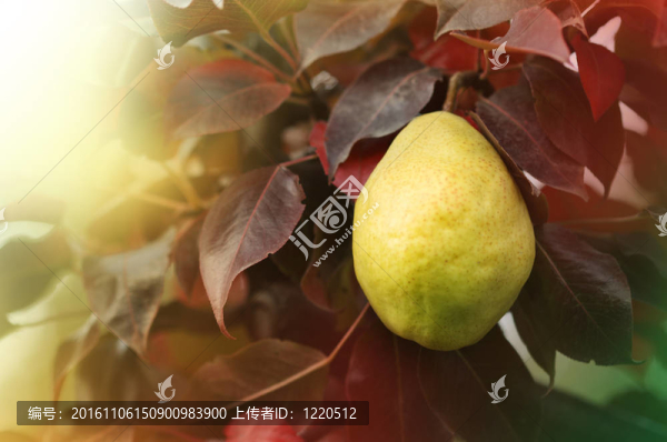 樹上的梨