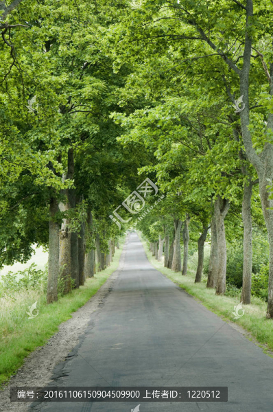 綠樹國道