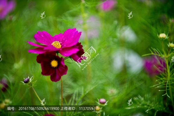 波斯菊