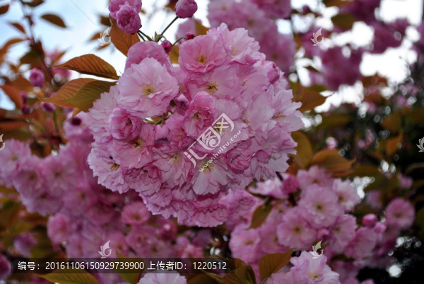 櫻花