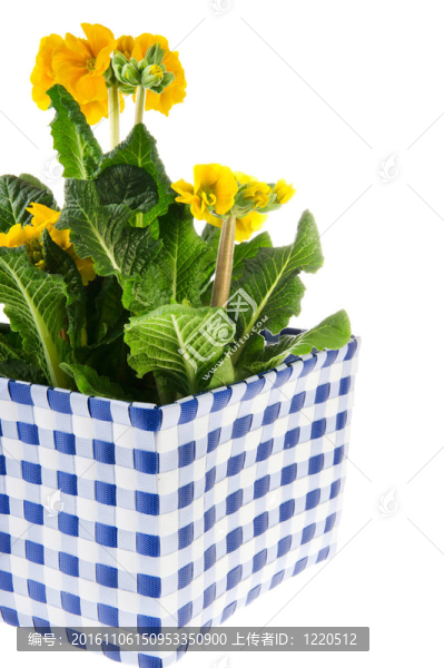 黃色的報(bào)春花