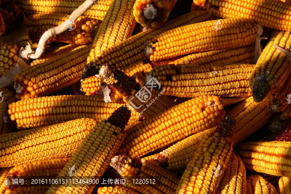 玉米芯