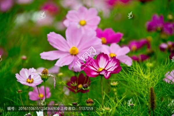 波斯菊