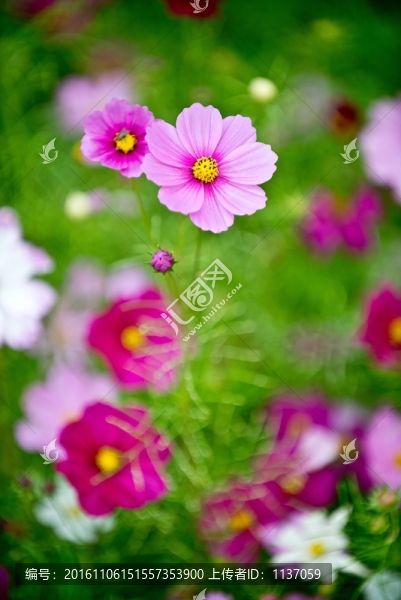波斯菊
