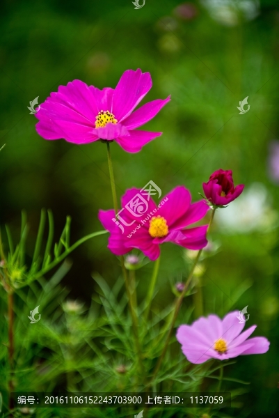 波斯菊
