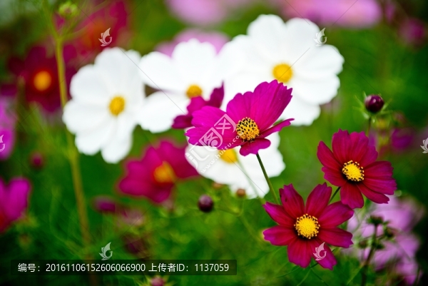 波斯菊