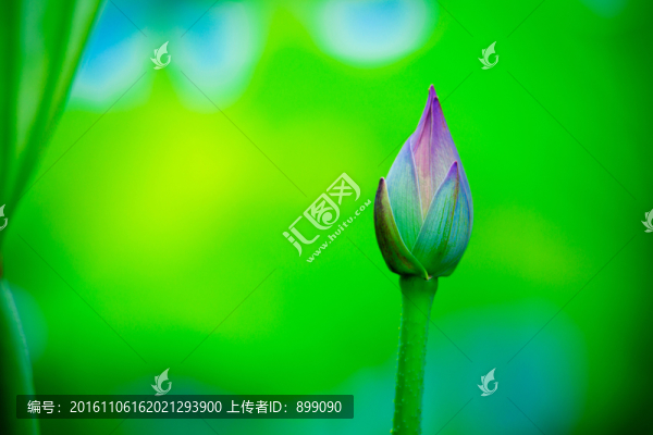 荷花花蕾