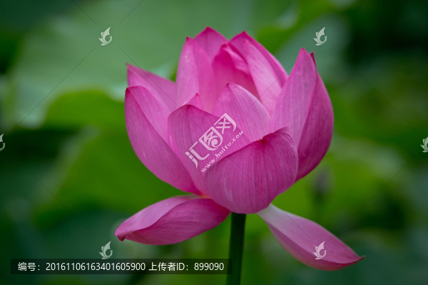 荷花特寫