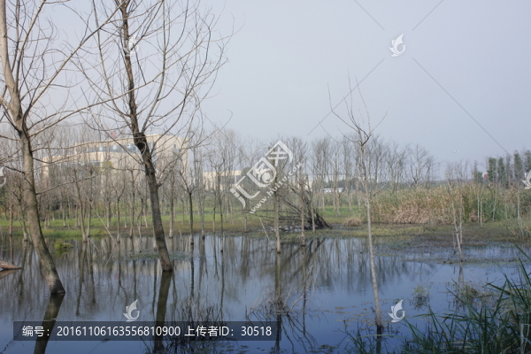 一片枯萎的樹(shù)林