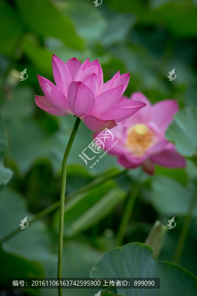 荷花