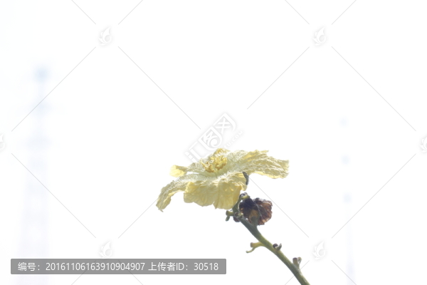絲瓜花上停留的蜜蜂